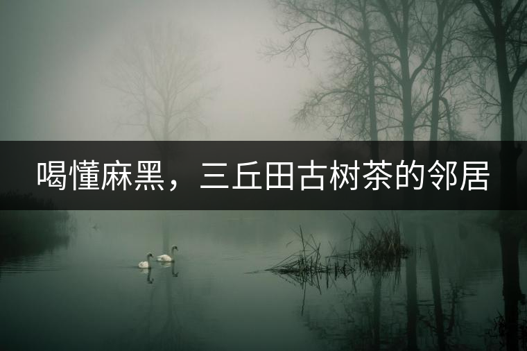 喝懂麻黑，三丘田古樹茶的鄰居