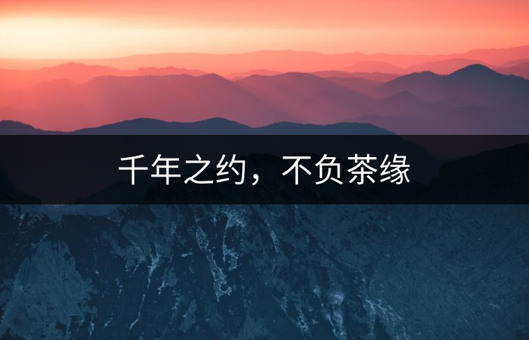 千年之約，不負(fù)茶緣