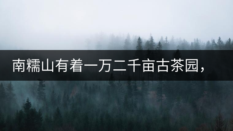 南糯山有著一萬(wàn)二千畝古茶園，還有一棵枯死八百年樹齡的茶王樹