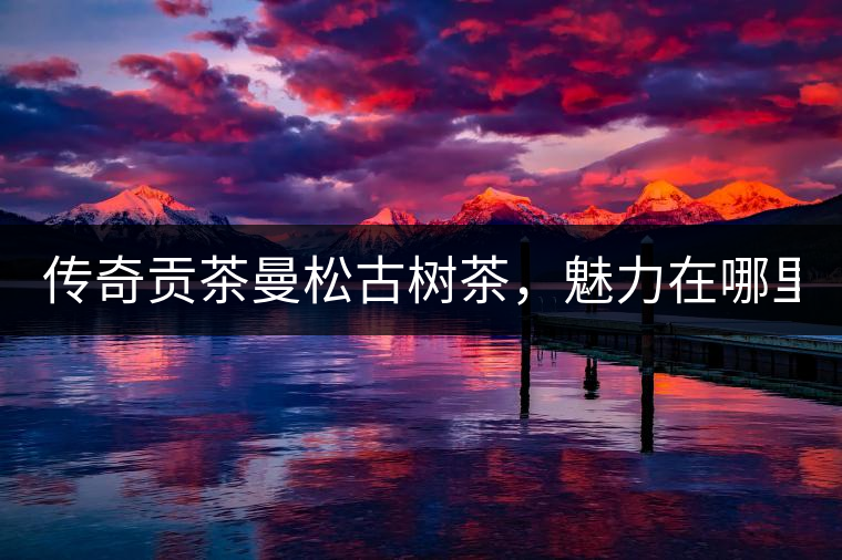 傳奇貢茶曼松古樹茶，魅力在哪里？