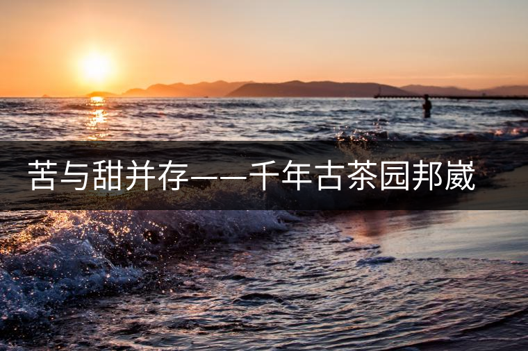 苦與甜并存——千年古茶園邦崴過(guò)渡型古茶樹(shù)