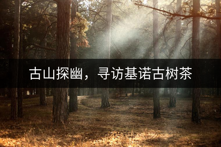 古山探幽，尋訪基諾古樹茶
