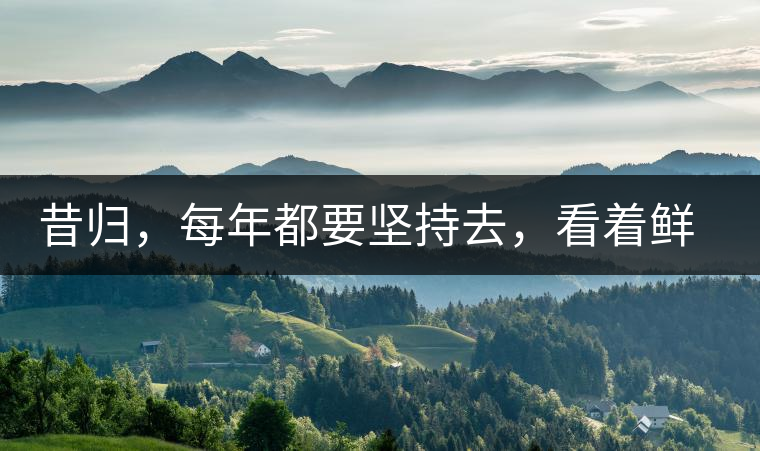 昔歸，每年都要堅(jiān)持去，看著鮮葉都是香甜的