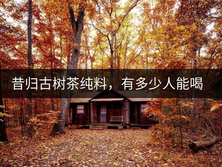 昔歸古樹(shù)茶純料，有多少人能喝到真品