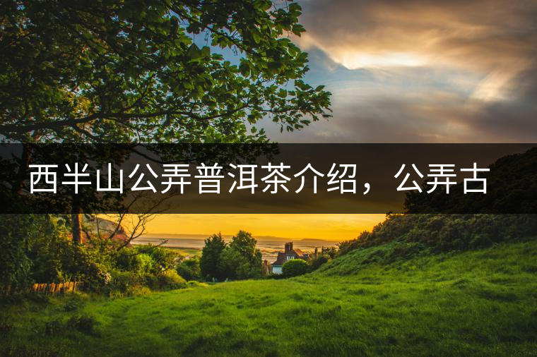 西半山公弄普洱茶介紹，公弄古樹茶口感特點(diǎn)