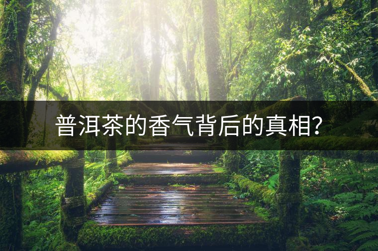 普洱茶的香氣背后的真相？