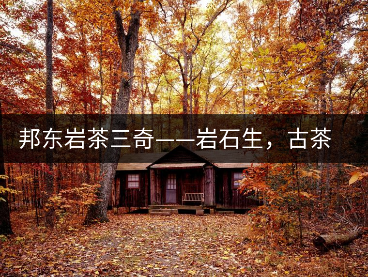 邦東巖茶三奇——巖石生，古茶韻，原野香