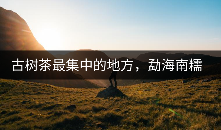 古樹茶最集中的地方，勐海南糯山古茶山介紹