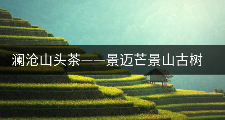 瀾滄山頭茶——景邁芒景山古樹(shù)茶