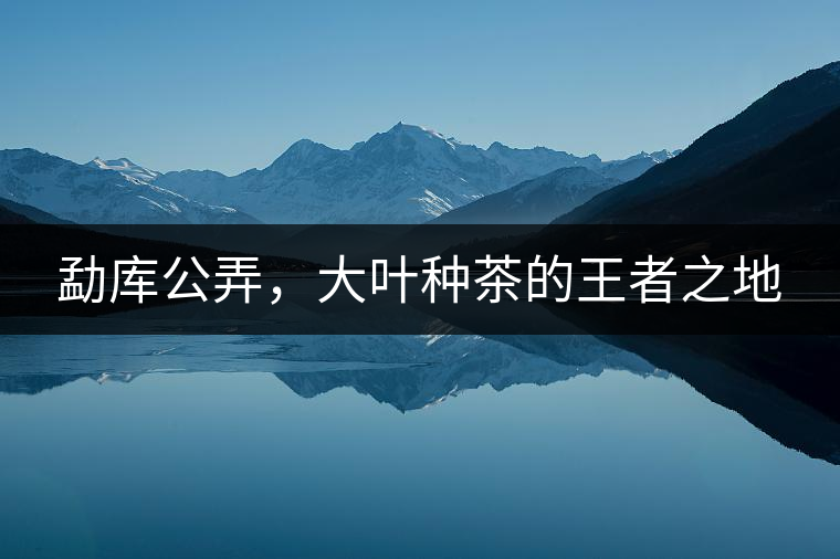 勐庫公弄，大葉種茶的王者之地