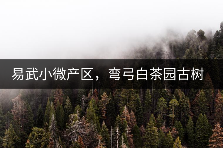 易武小微產(chǎn)區(qū)，彎弓白茶園古樹茶介紹