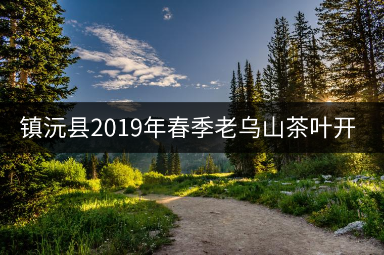 鎮(zhèn)沅縣2019年春季老烏山茶葉開采節(jié)開幕