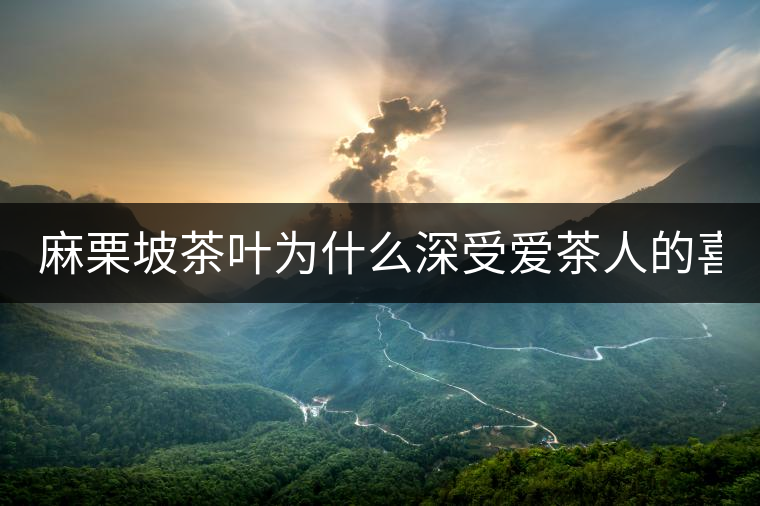 麻栗坡茶葉為什么深受愛茶人的喜愛？