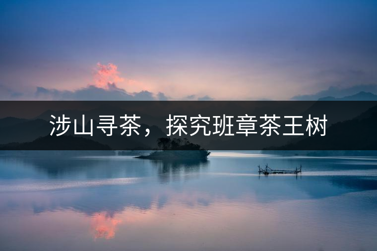 涉山尋茶，探究班章茶王樹