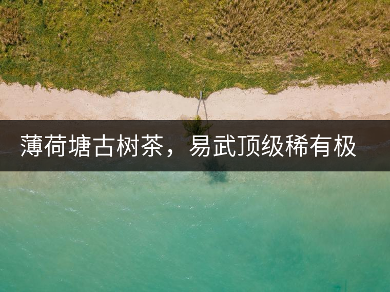 薄荷塘古樹茶，易武頂級稀有極品