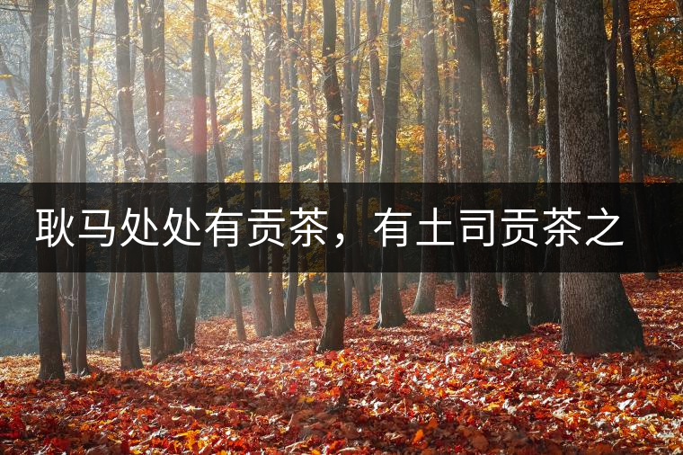 耿馬處處有貢茶，有土司貢茶之鄉(xiāng)之稱