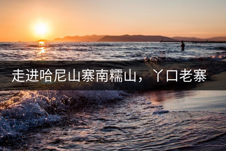 走進(jìn)哈尼山寨南糯山，丫口老寨普洱茶特點(diǎn)