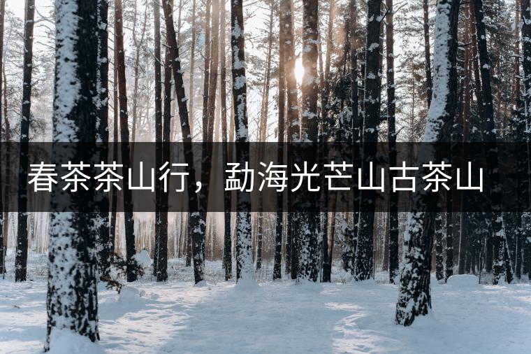 春茶茶山行，勐海光芒山古茶山你去過嗎？