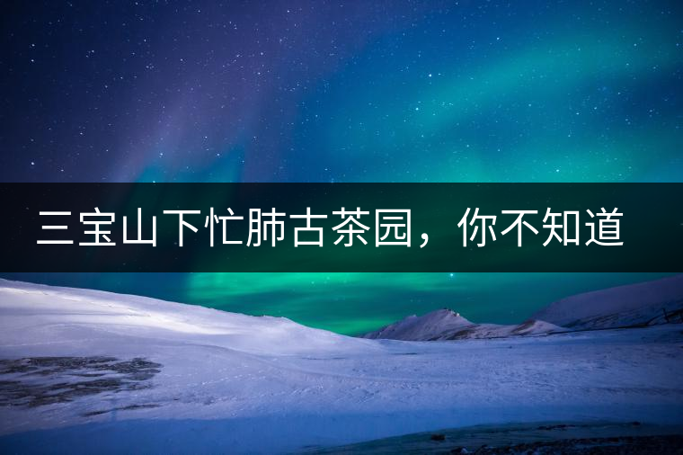 三寶山下忙肺古茶園，你不知道的古樹茶傳說