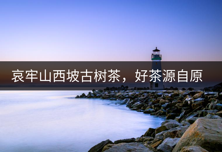 哀牢山西坡古樹茶，好茶源自原生態(tài)高山