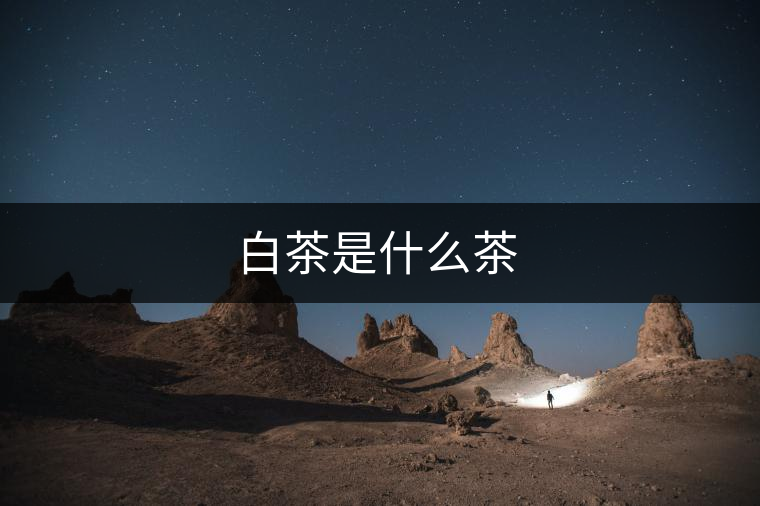 白茶是什么茶