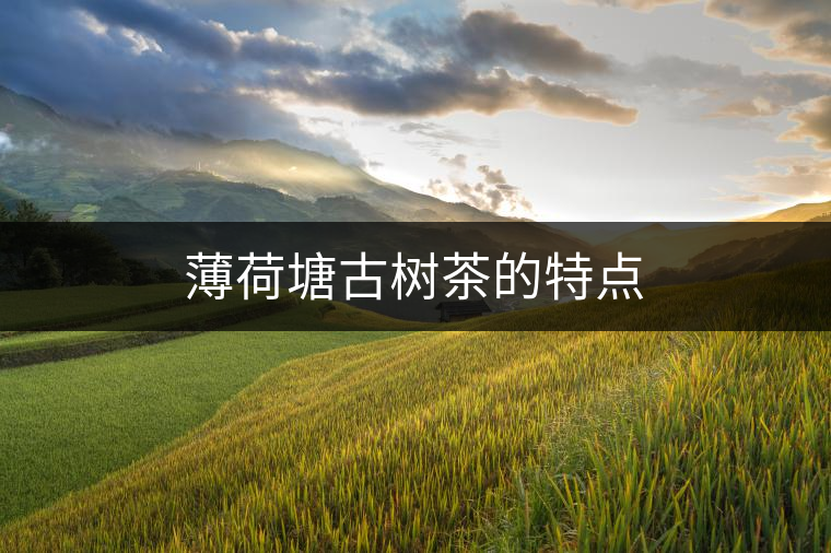 薄荷塘古樹茶的特點 薄荷塘古樹茶的特點
