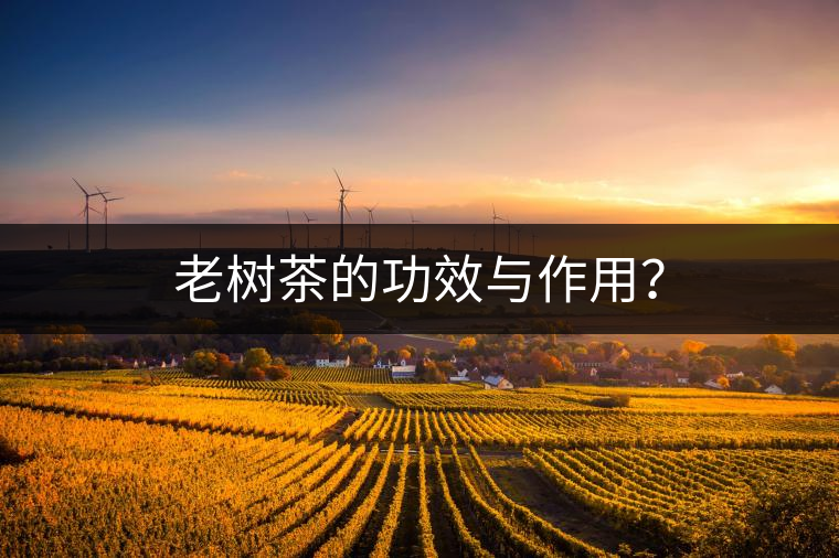 老樹茶的功效與作用？