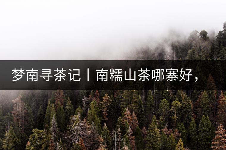 夢南尋茶記丨南糯山茶哪寨好，半坡老寨數(shù)第一