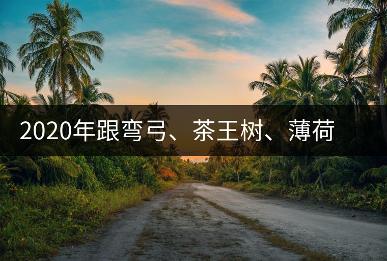 2020年跟彎弓、茶王樹、薄荷塘屬于同一山脈的神秘山頭-易武中聘號(hào)