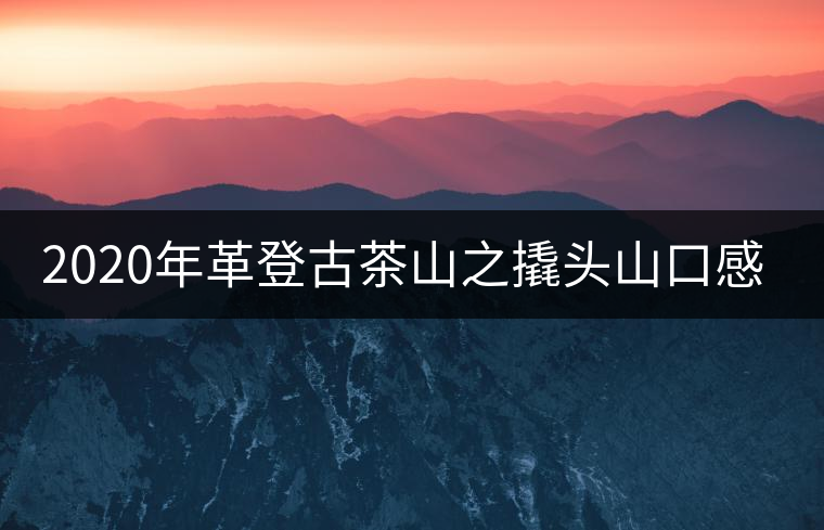 2020年革登古茶山之撬頭山口感-易武中聘號 2020年革登古茶山之撬頭山口感-易武中聘號