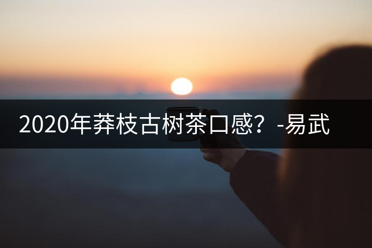 2020年莽枝古樹茶口感？-易武中聘號