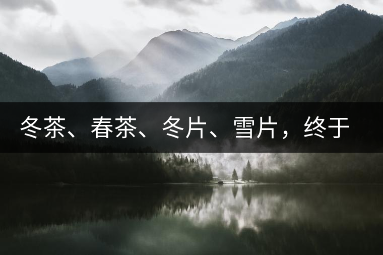 冬茶、春茶、冬片、雪片，終于分清楚了