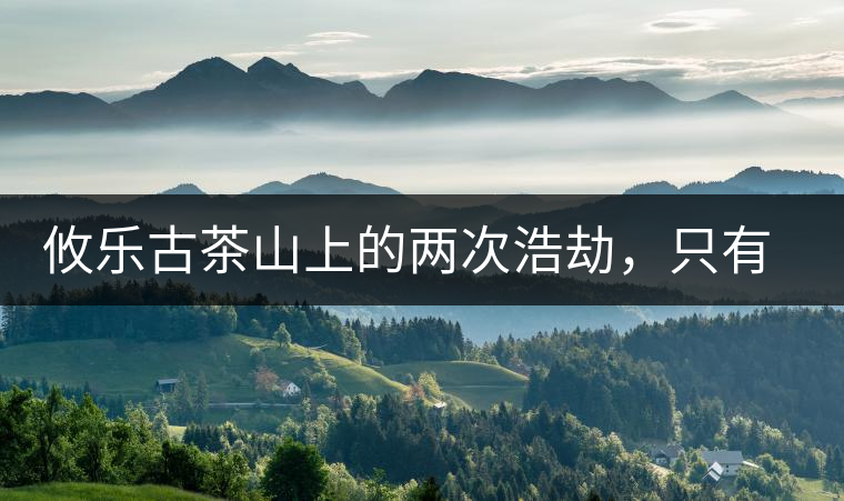 攸樂古茶山上的兩次浩劫，只有絕少部分的茶人解內(nèi)情