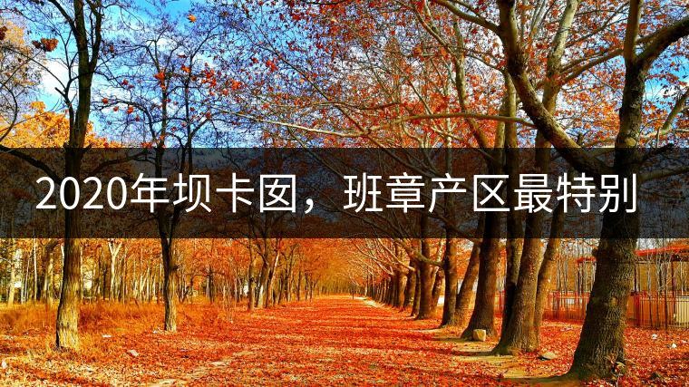 2020年壩卡囡，班章產(chǎn)區(qū)最特別的茶 -易武中聘號(hào)
