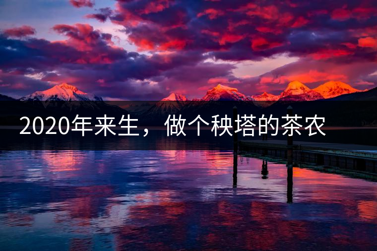 2020年來(lái)生，做個(gè)秧塔的茶農(nóng) 上樹摘茶 下樹數(shù)錢-易武中聘號(hào)