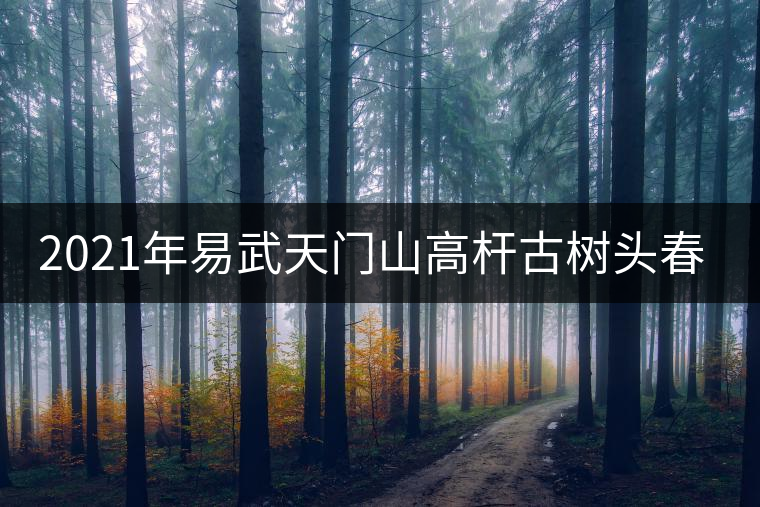 2021年易武天門山高桿古樹頭春多少錢一公斤？