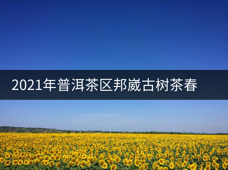 2021年普洱茶區(qū)邦崴古樹茶春茶口感特點(diǎn)介紹