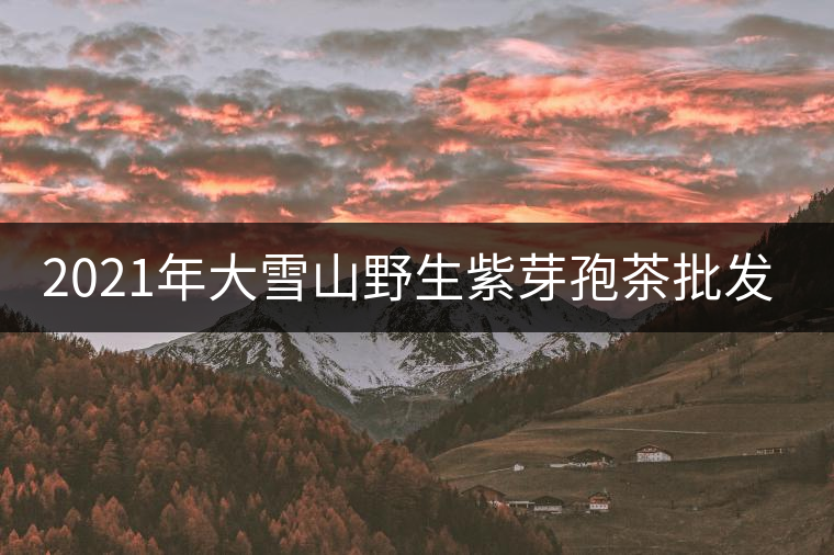 2021年大雪山野生紫芽孢茶批發(fā)價格多少錢一公斤？