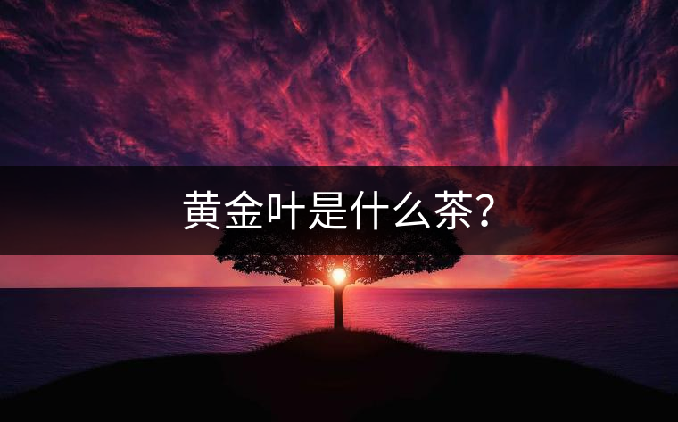 黃金葉是什么茶？