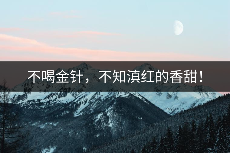 不喝金針，不知滇紅的香甜！