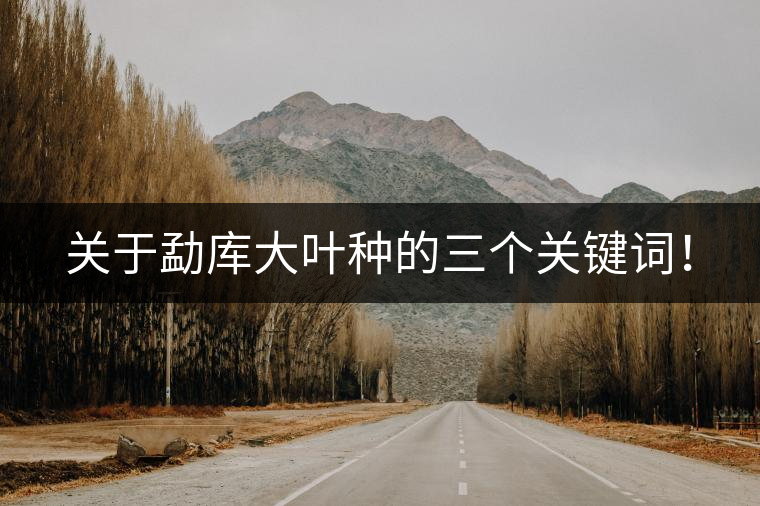 關(guān)于勐庫大葉種的三個(gè)關(guān)鍵詞！