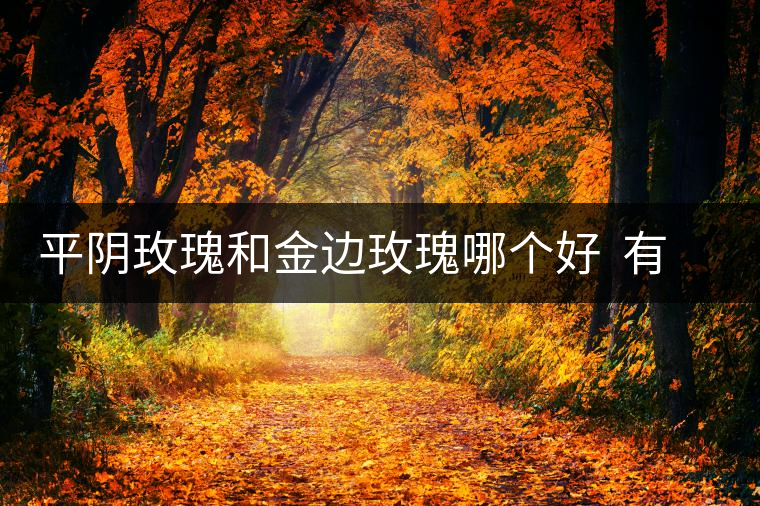 平陰玫瑰和金邊玫瑰哪個好  有什么區(qū)別