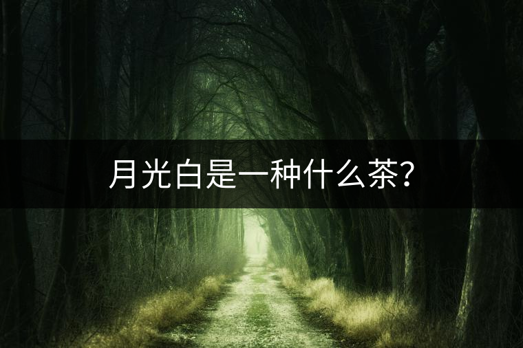 月光白是一種什么茶？