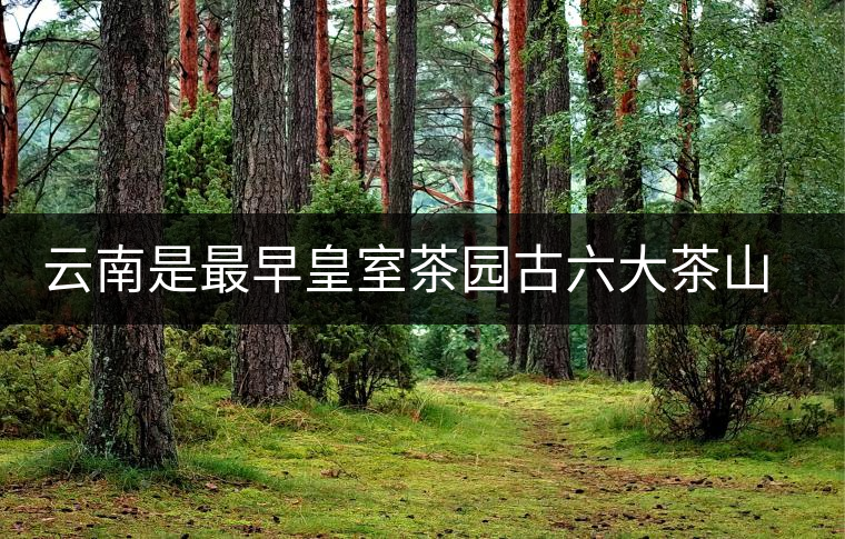 云南是最早皇室茶園古六大茶山發(fā)源地嗎？