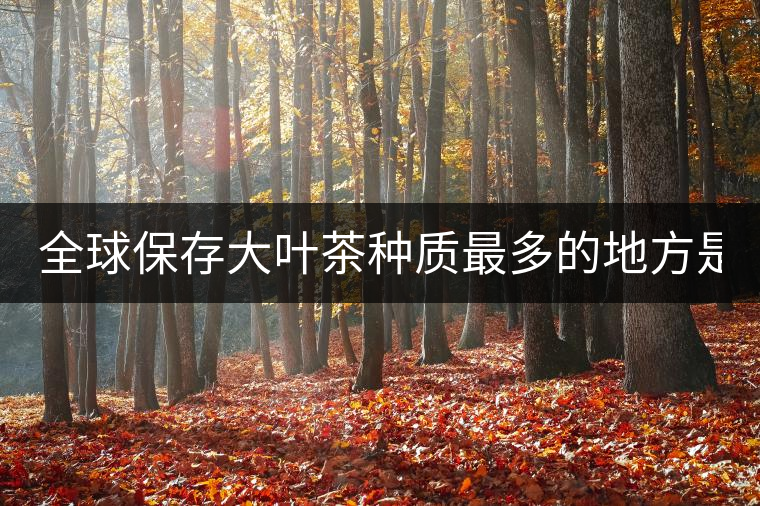 全球保存大葉茶種質(zhì)最多的地方是哪？