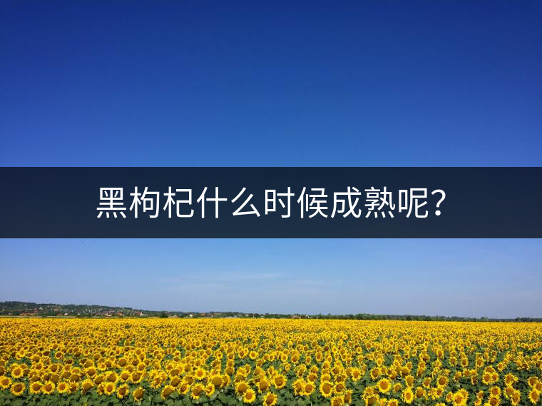 黑枸杞什么時候成熟呢？