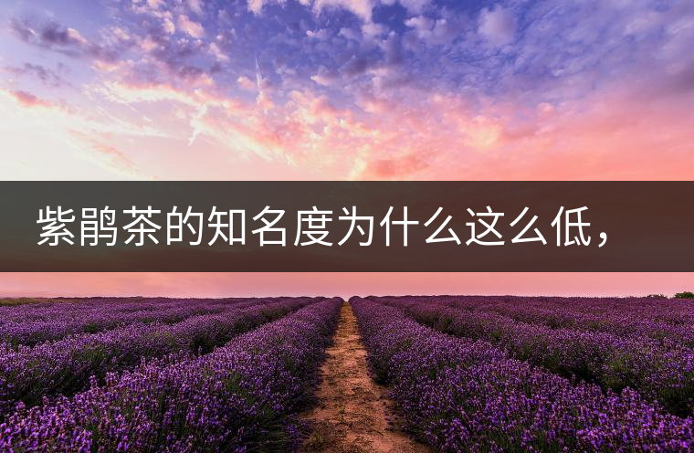 紫鵑茶的知名度為什么這么低，適合做成生茶還是熟茶？