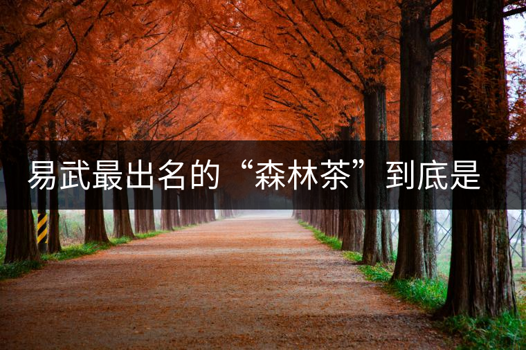 易武最出名的“森林茶”到底是什么茶？