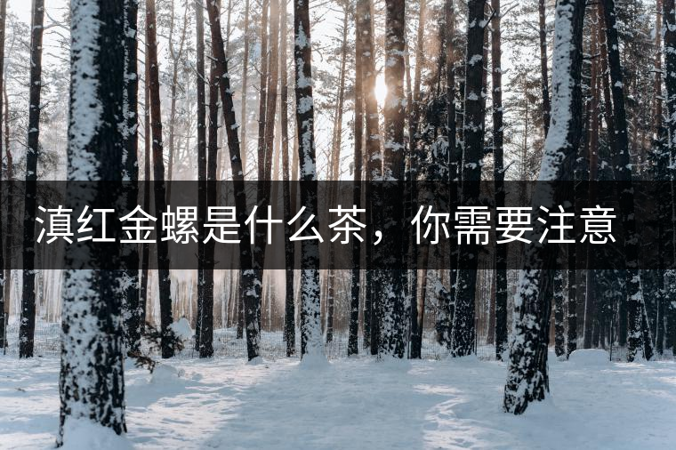 滇紅金螺是什么茶，你需要注意沖泡技巧