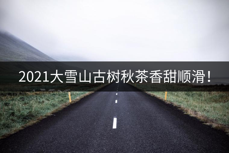 2021大雪山古樹秋茶香甜順滑！